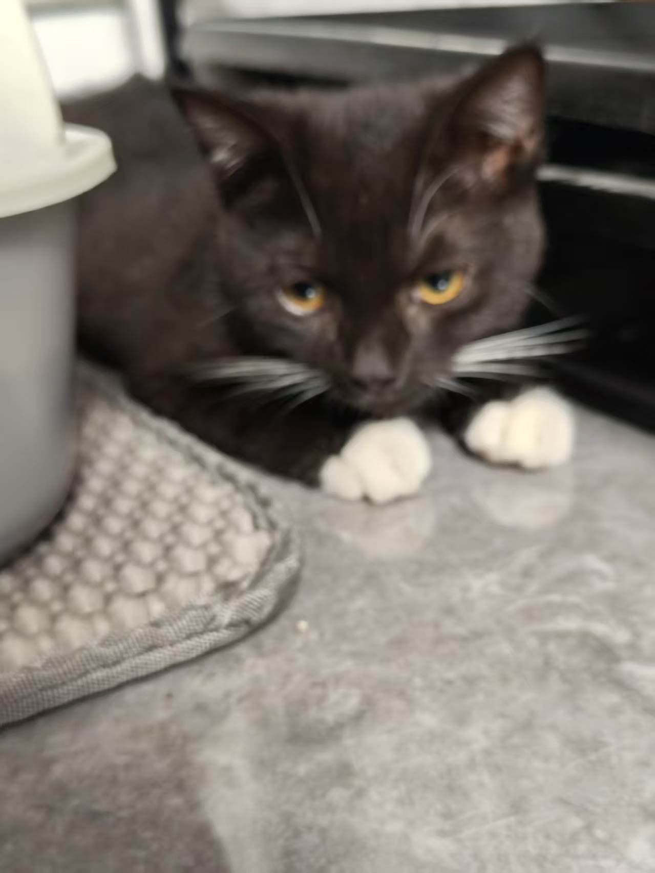 黑色两个月小猫咪,免费领养