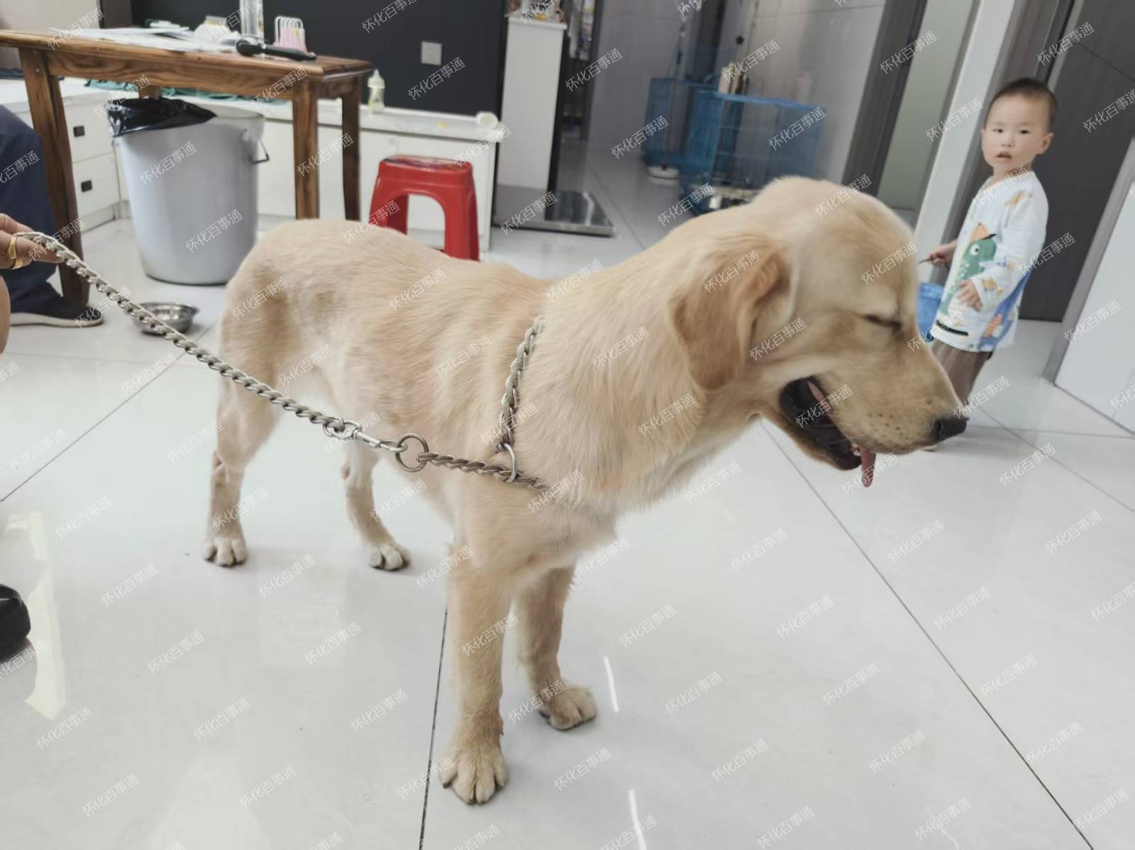 金毛找主人