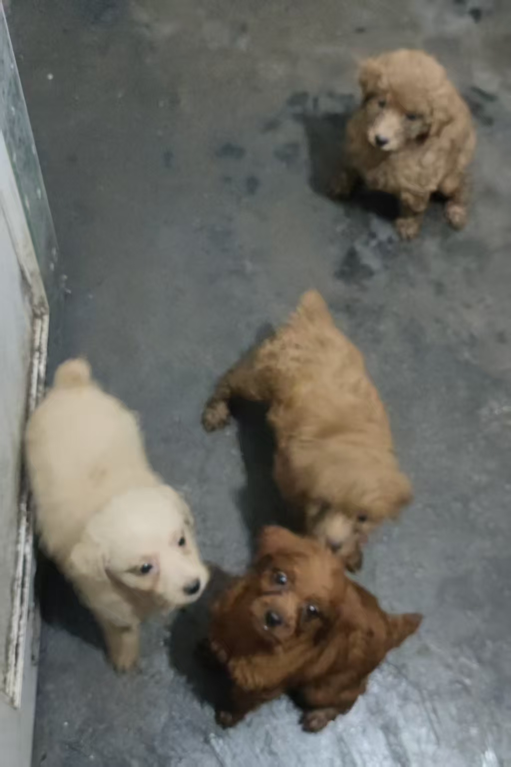 【出售】自家养的泰迪小狗四只