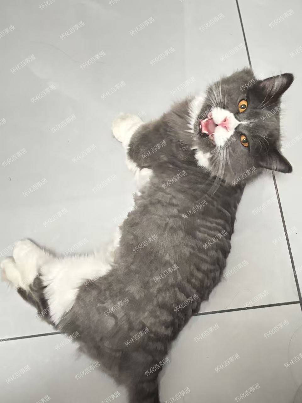 寻猫启示！拿破仑矮脚蓝白长毛猫