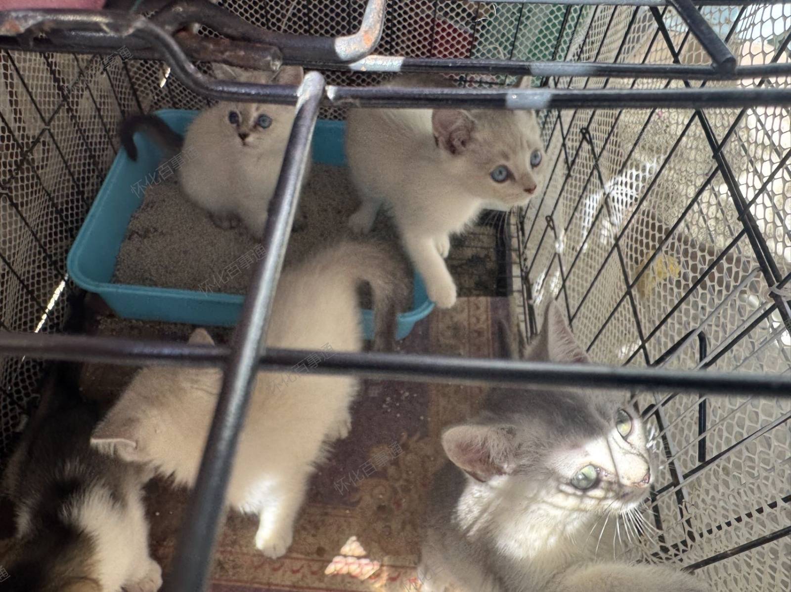 萌宠（猫）出售，公母都有