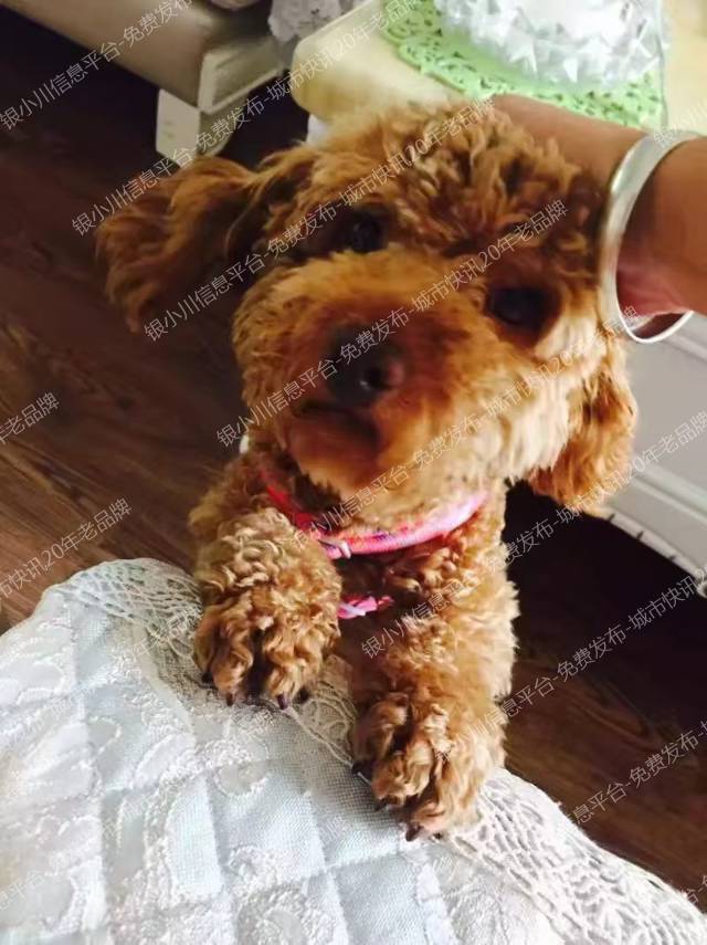 寻找爱犬杰西