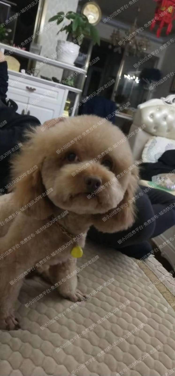寻找爱犬杰西
