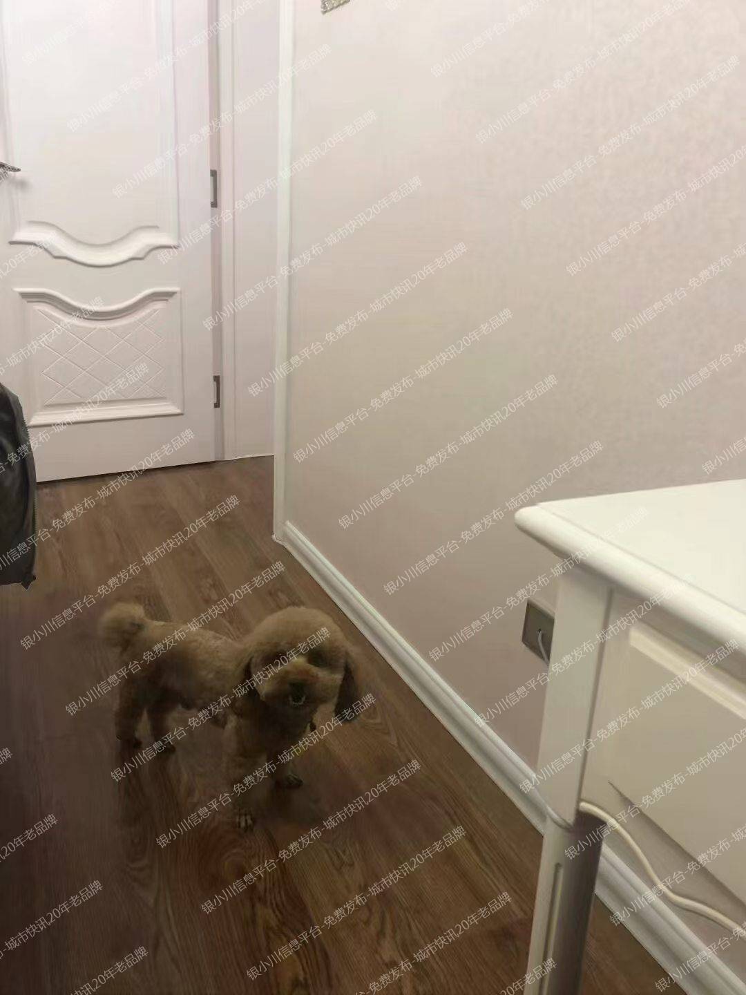 寻找爱犬杰西