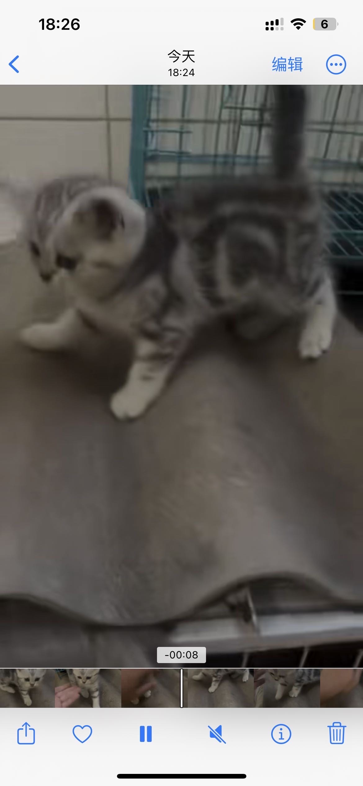 【卖猫】超好撸的美短幼崽 黄金饲养月龄 会贴贴的小奶猫