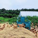 正宗的 跑山鸡土鸡蛋 [烟花]n散称7元...