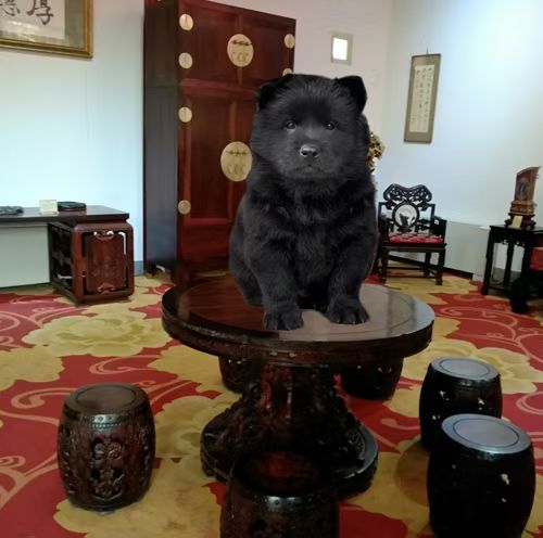 出售小奶狗