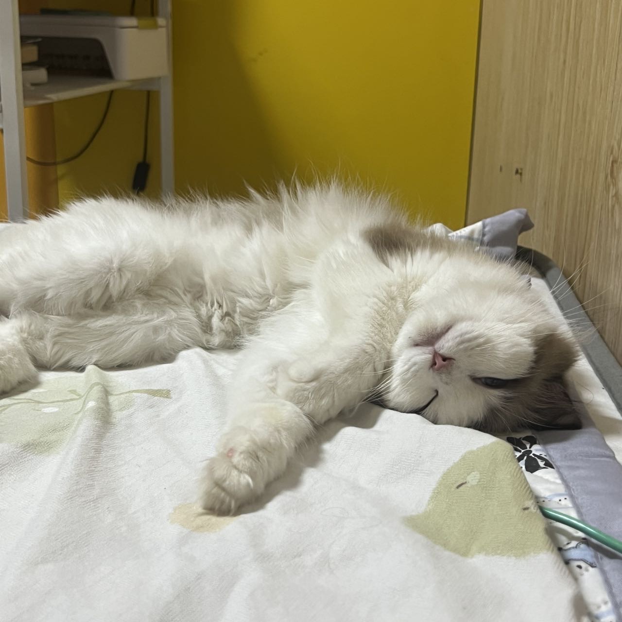 布偶猫