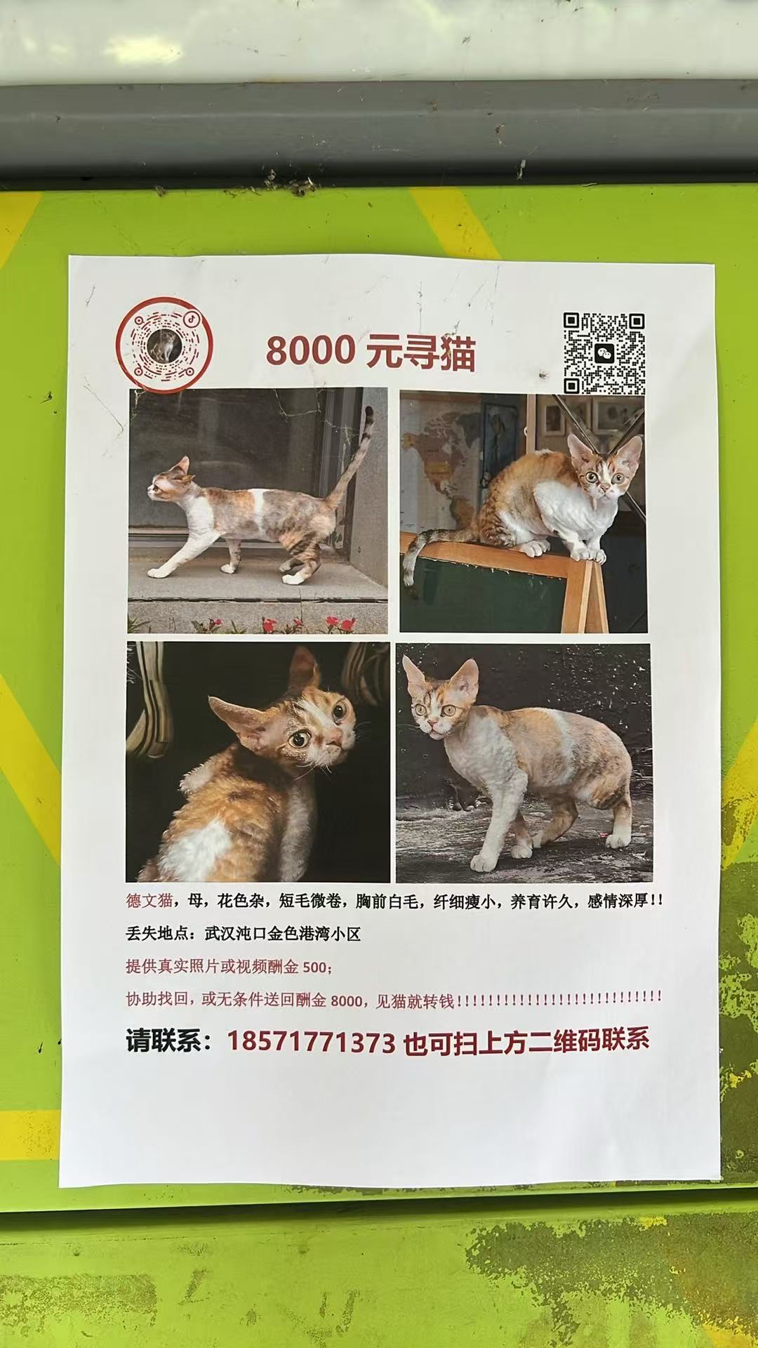 8000元寻猫！猫在金色港湾小区走丢，德文猫