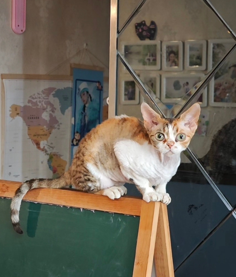 8000元寻猫！猫在金色港湾小区走丢，德文猫
