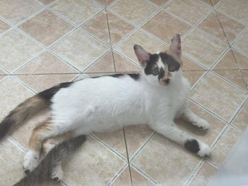 3个月小猫无偿找领养