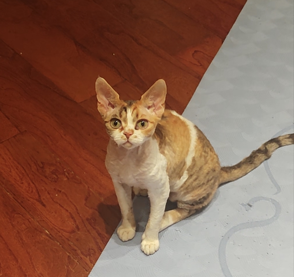 8000元寻猫！猫在金色港湾小区走丢，德文猫