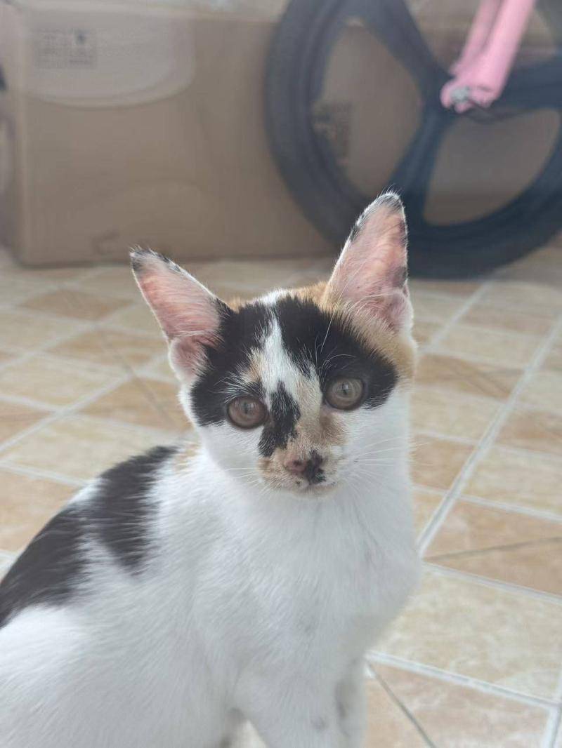 3个月小猫无偿找领养