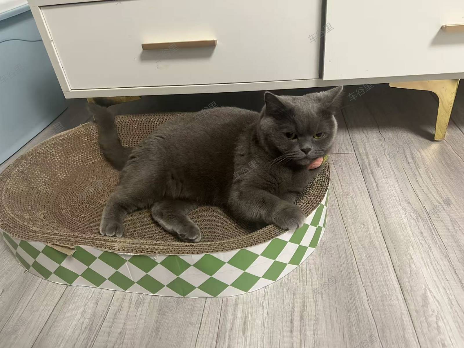 免费领养，英短蓝猫已绝育，在永久社区