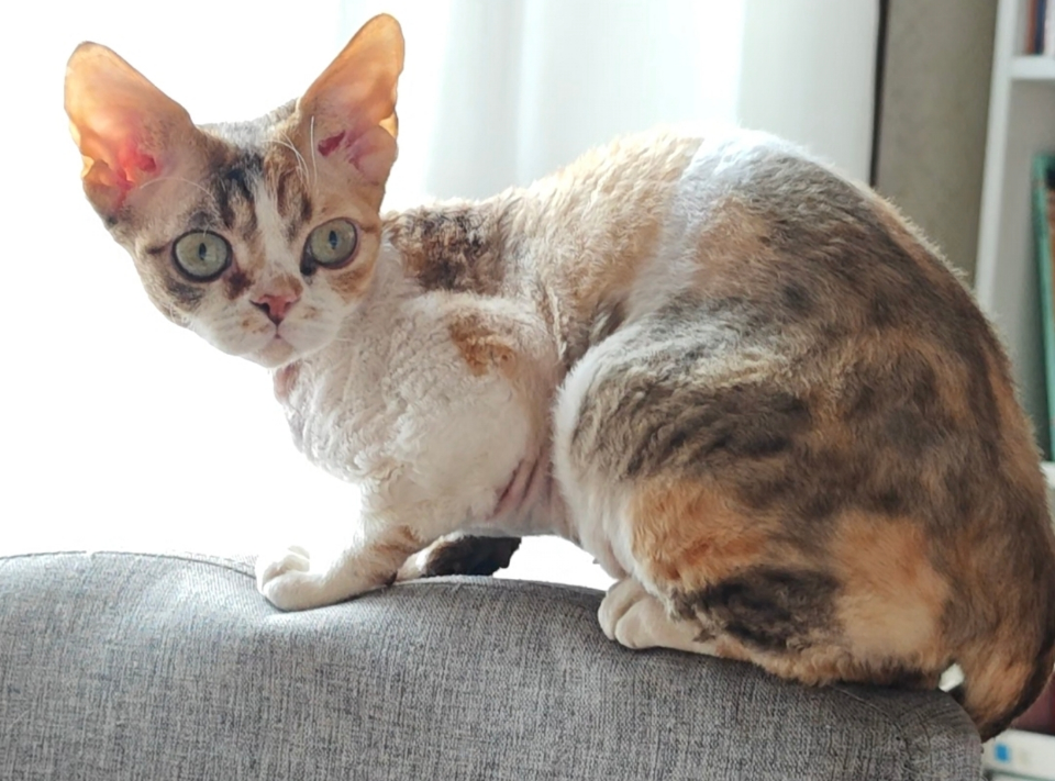 8000元寻猫！猫在金色港湾小区走丢，德文猫