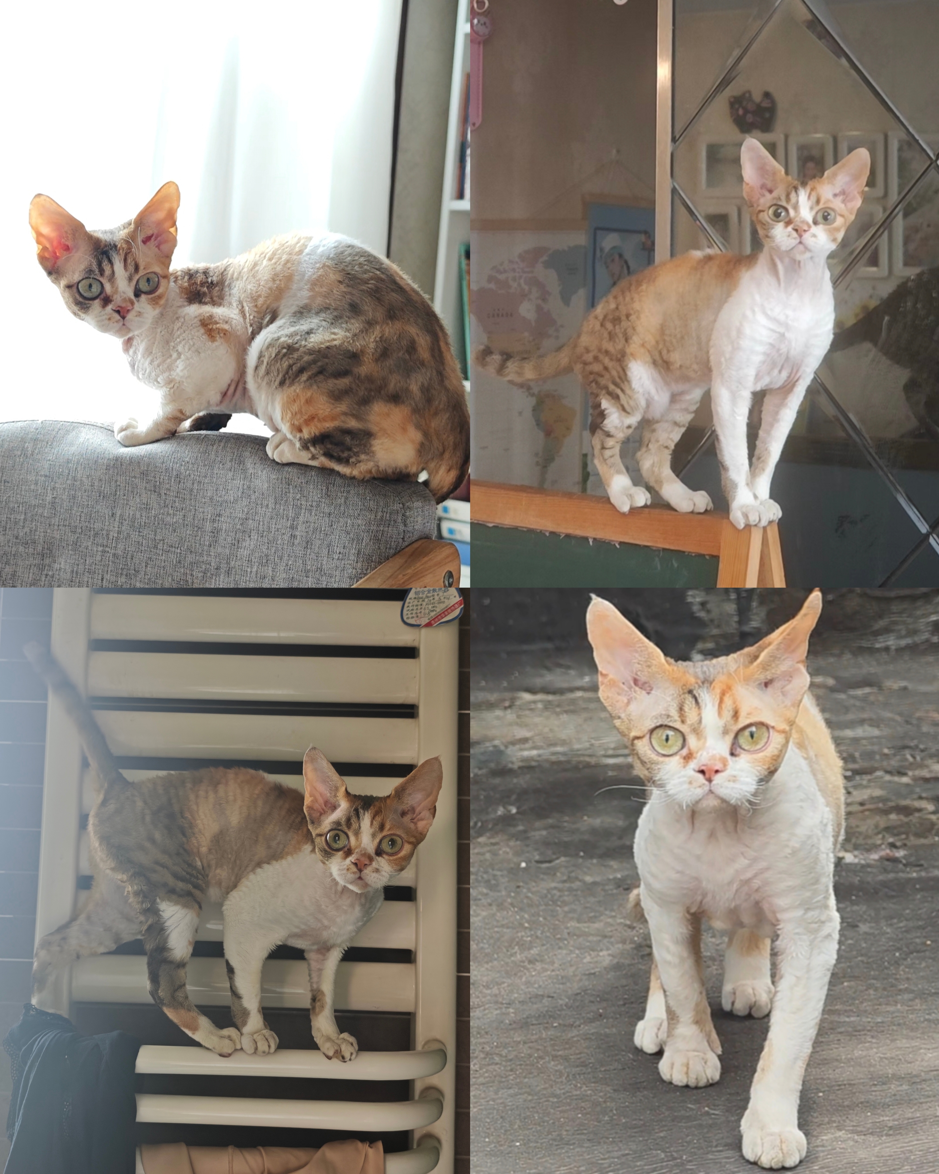 8000元寻猫！猫在金色港湾小区走丢，德文猫