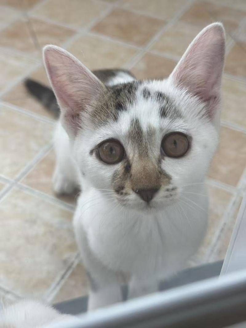 3个月小猫无偿找领养