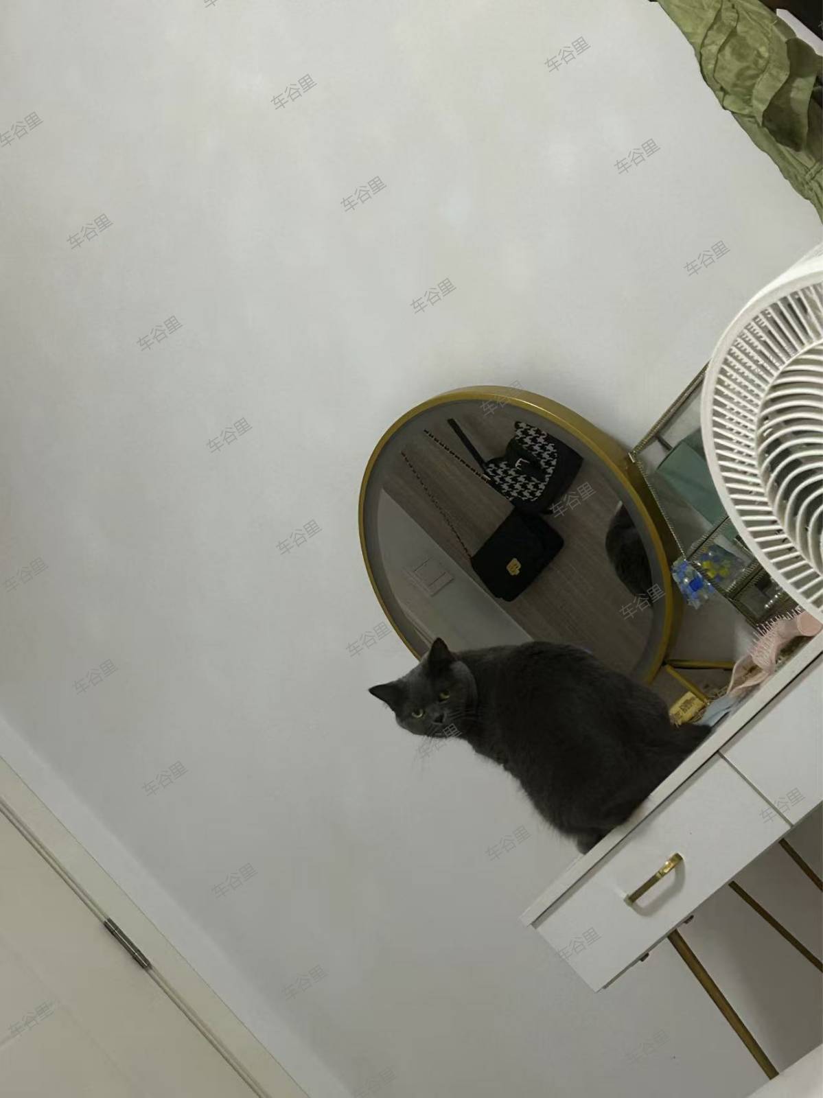 免费领养，英短蓝猫已绝育，在永久社区