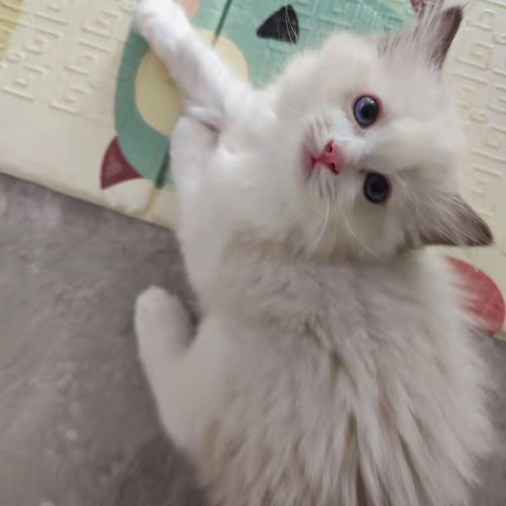 城建未来中心·家养布偶猫仔找主人
