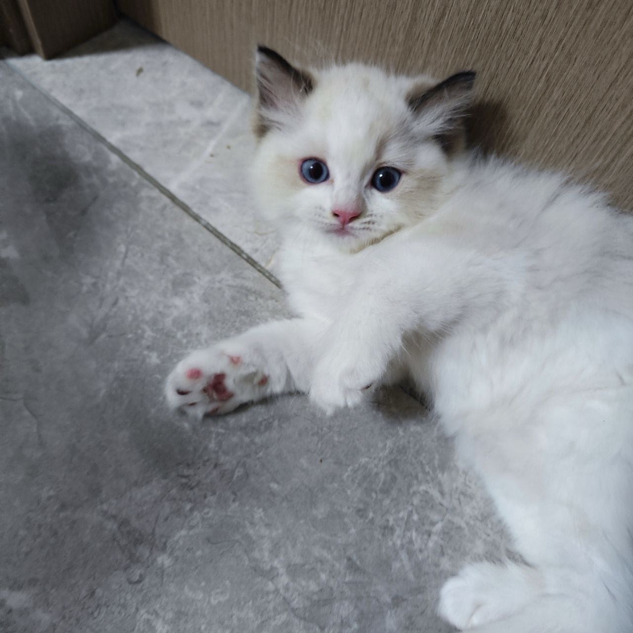 城建未来中心·家养布偶猫仔找主人