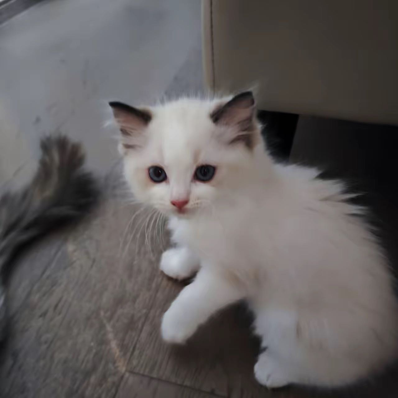 城建未来中心·家养布偶猫仔找主人