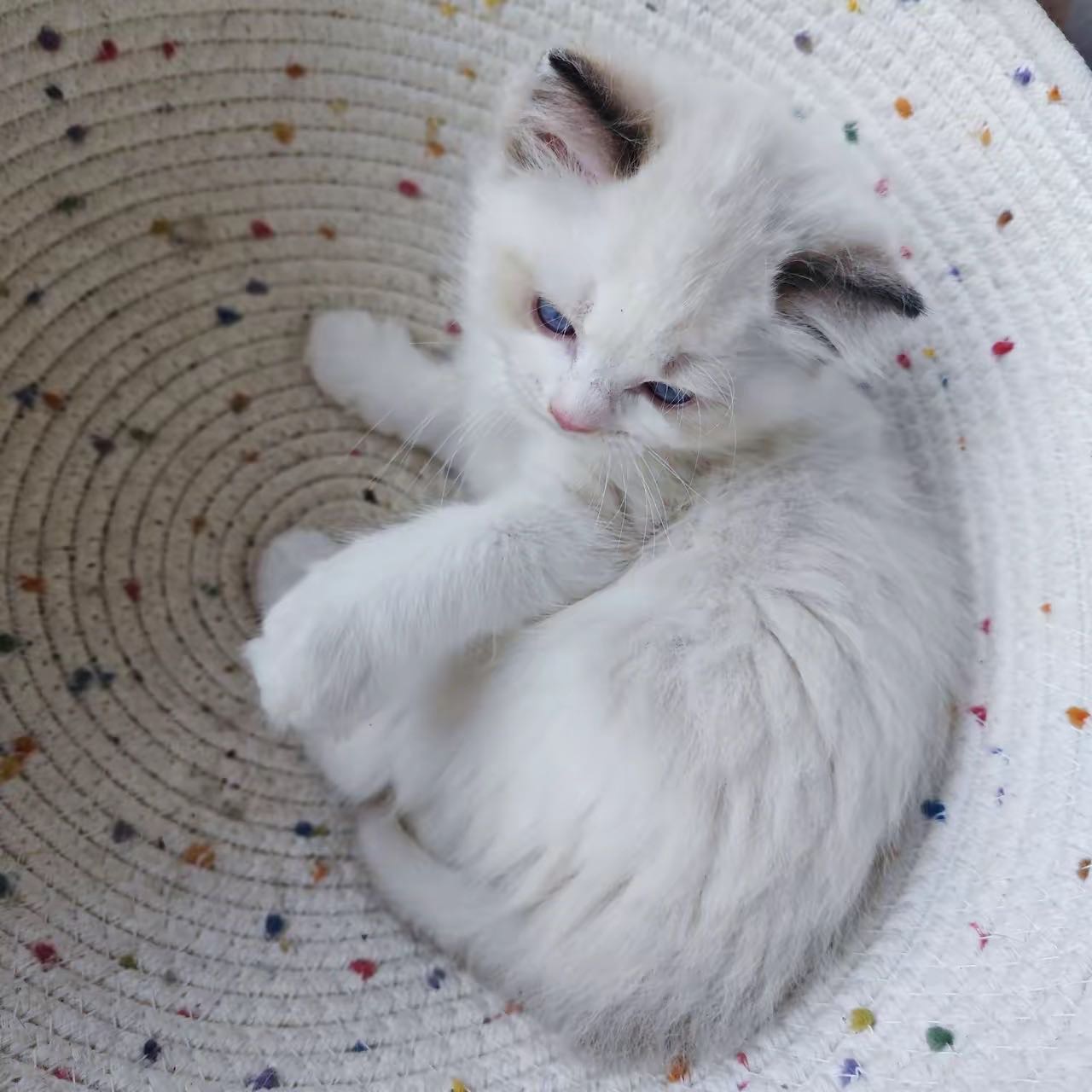 城建未来中心·家养布偶猫仔找主人