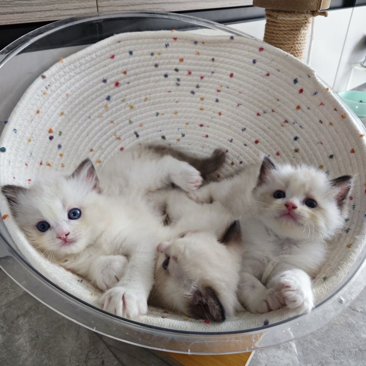 城建未来中心·家养布偶猫仔找主人