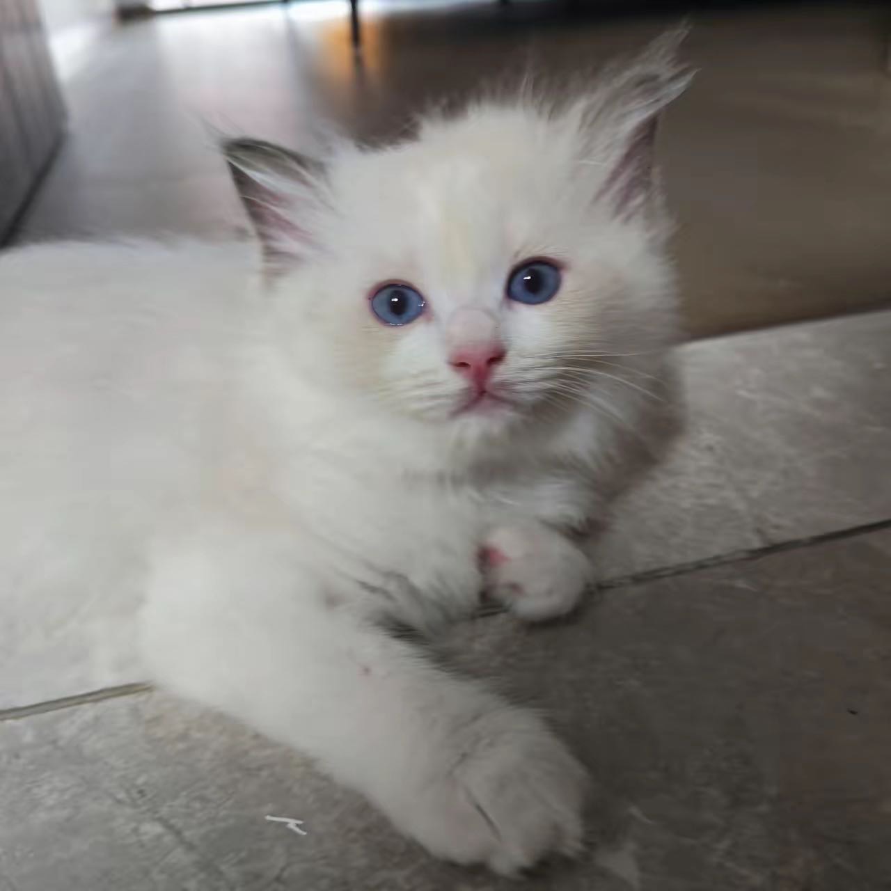 城建未来中心·家养布偶猫仔找主人