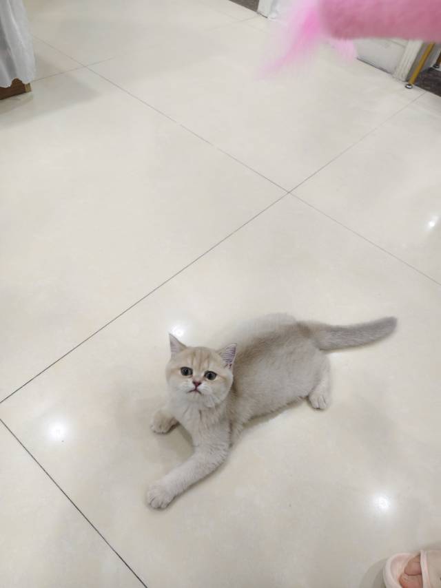 因工作调动，没办法给猫咪带走，给猫咪找个好人家，猫咪是金渐层