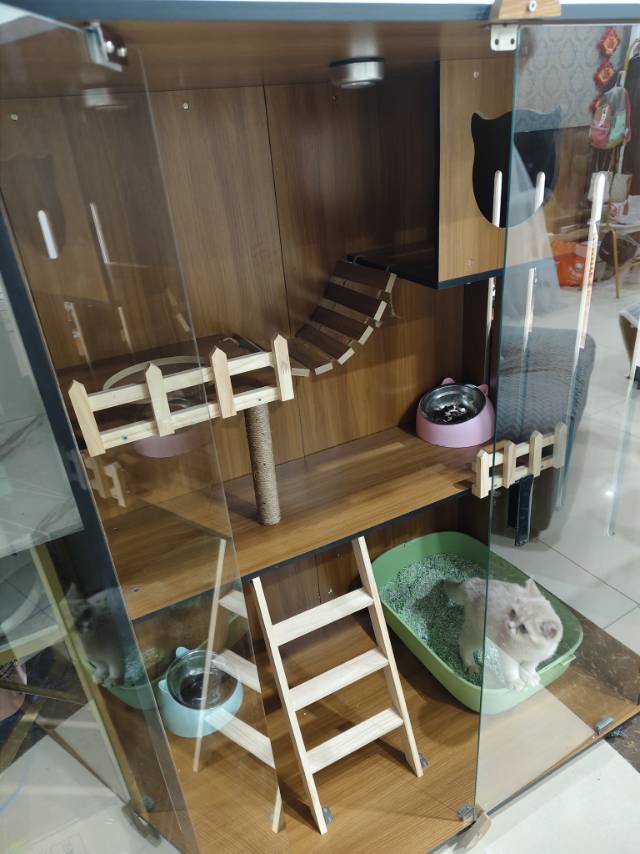 因工作调动，没办法给猫咪带走，给猫咪找个好人家，猫咪是金渐层