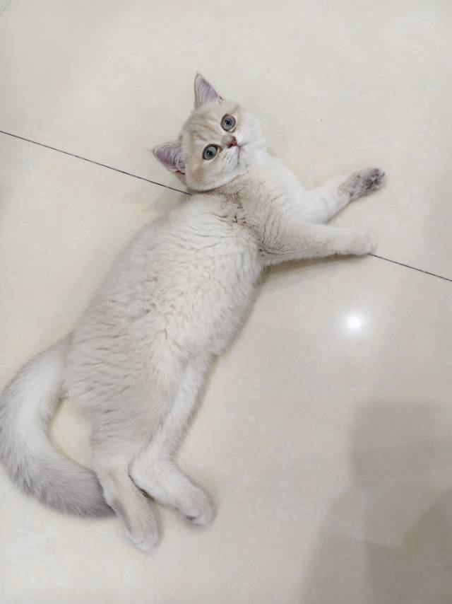 因工作调动，没办法给猫咪带走，给猫咪找个好人家，猫咪是金渐层
