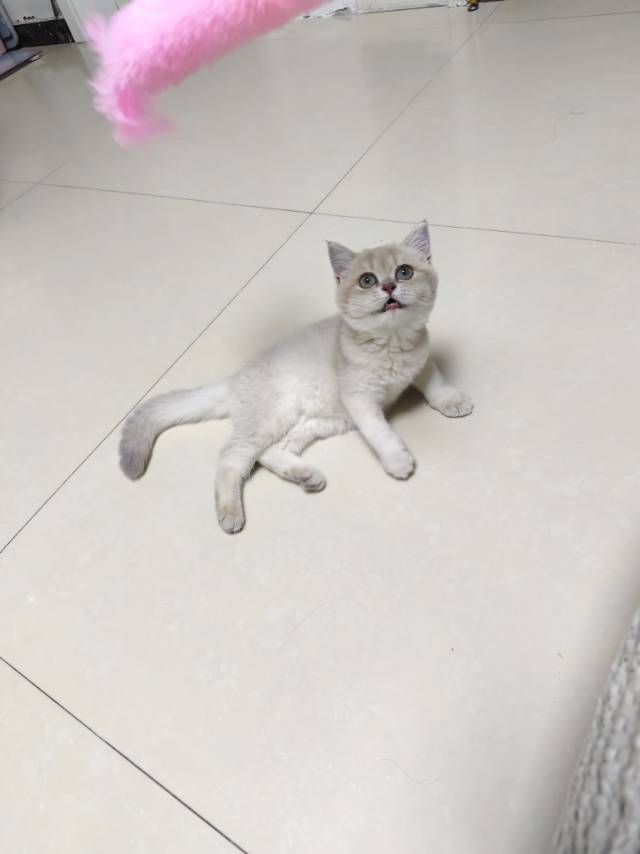 因工作调动，没办法给猫咪带走，给猫咪找个好人家，猫咪是金渐层