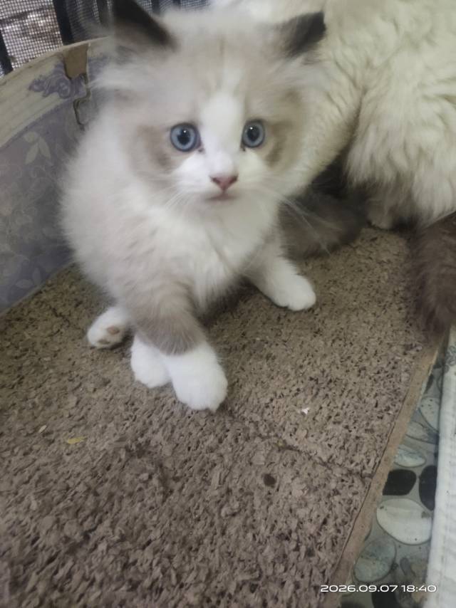 精品布偶猫小偿领