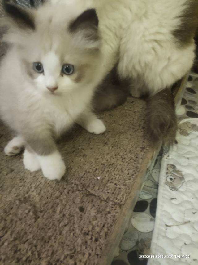 精品布偶猫小偿领
