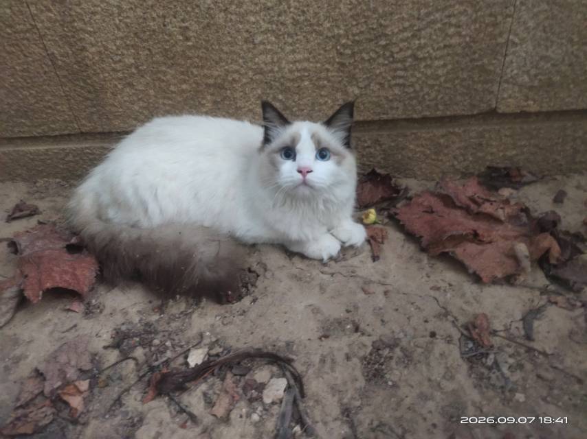 精品布偶猫小偿领