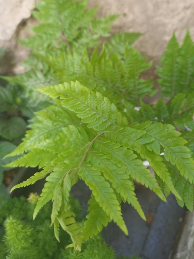 领秀城一室一厅
