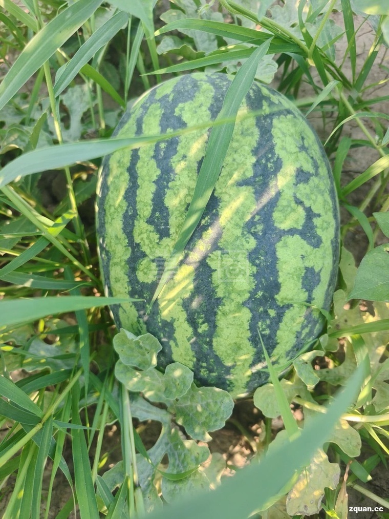 🍉​果园自己种的本地甜王西瓜