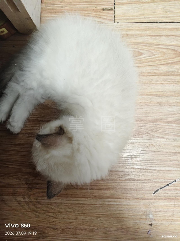 自家布偶猫