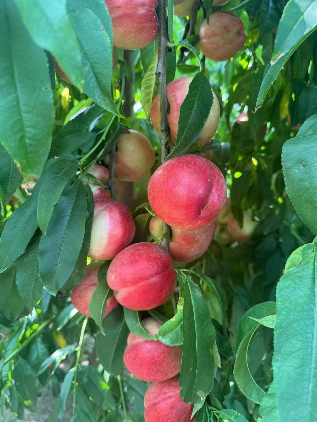 秋风起，桃子熟🍑 奔赴果园