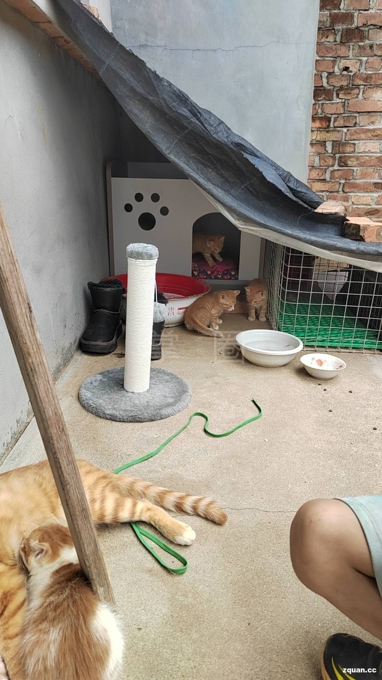自家猫生的小猫咪