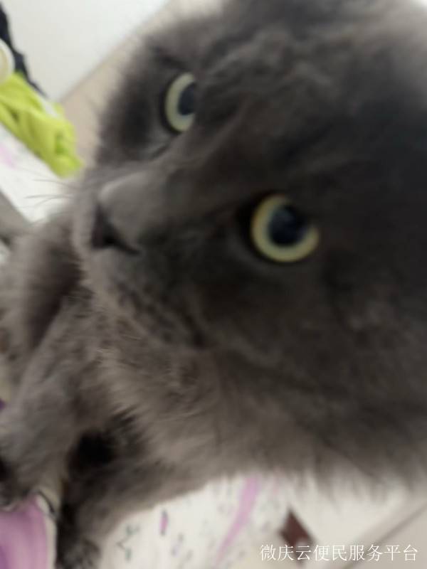 家有蓝猫想找爱心的人收养