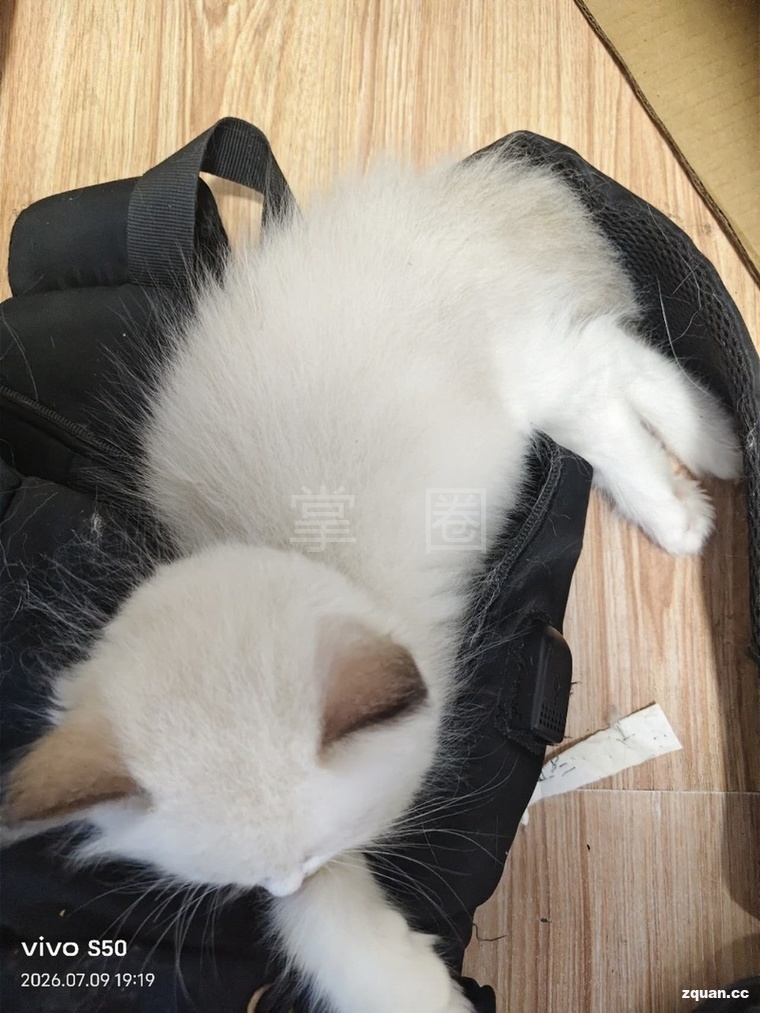 自家布偶猫