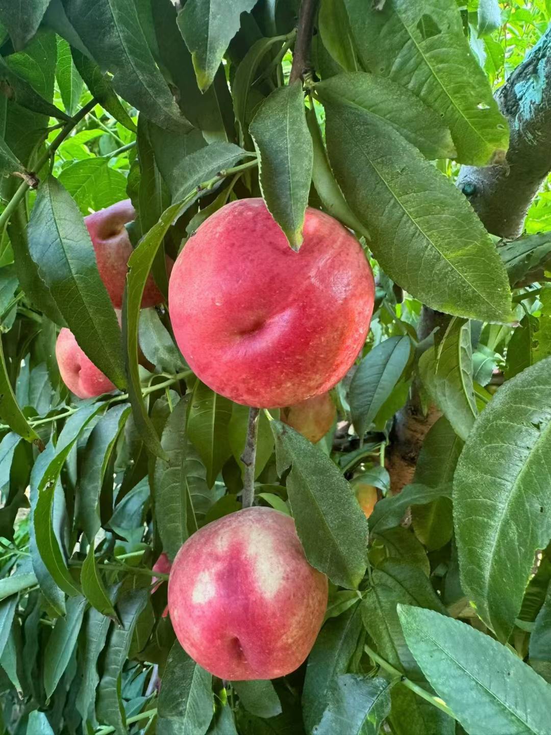 秋风起，桃子熟🍑 奔赴果园