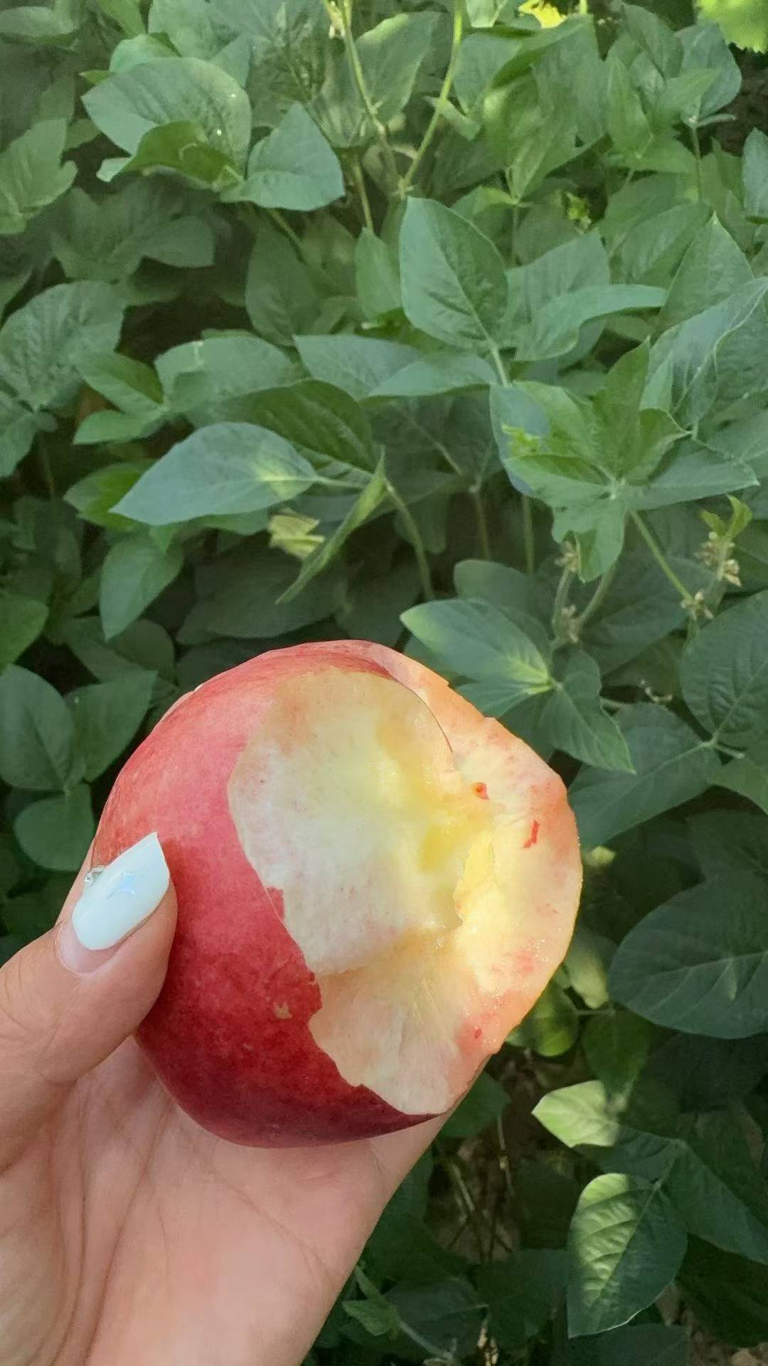 秋风起，桃子熟🍑 奔赴果园