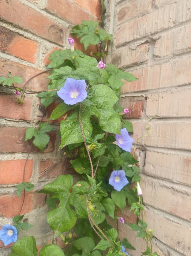 租平房