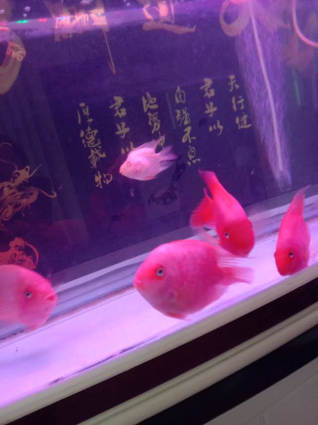 二手鱼缸
