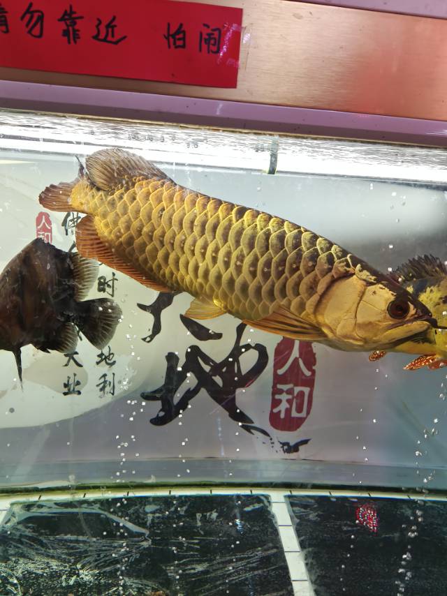 二手鱼缸