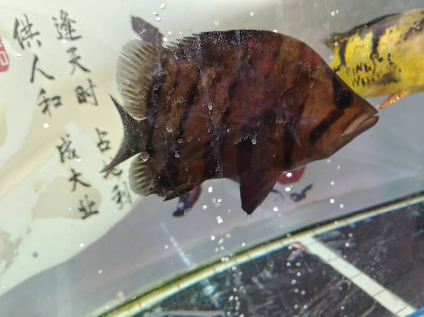 二手鱼缸