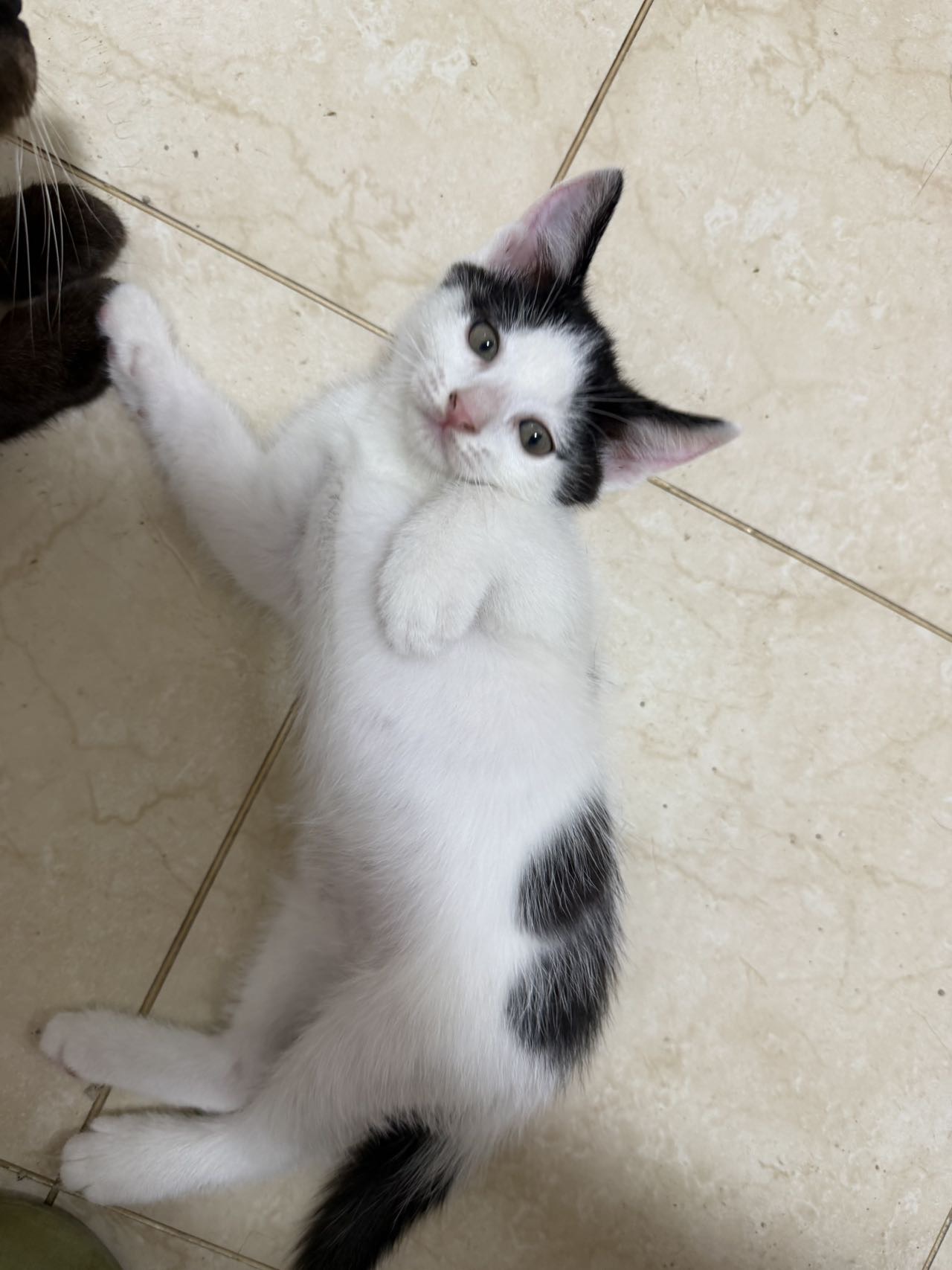 刚满月小猫