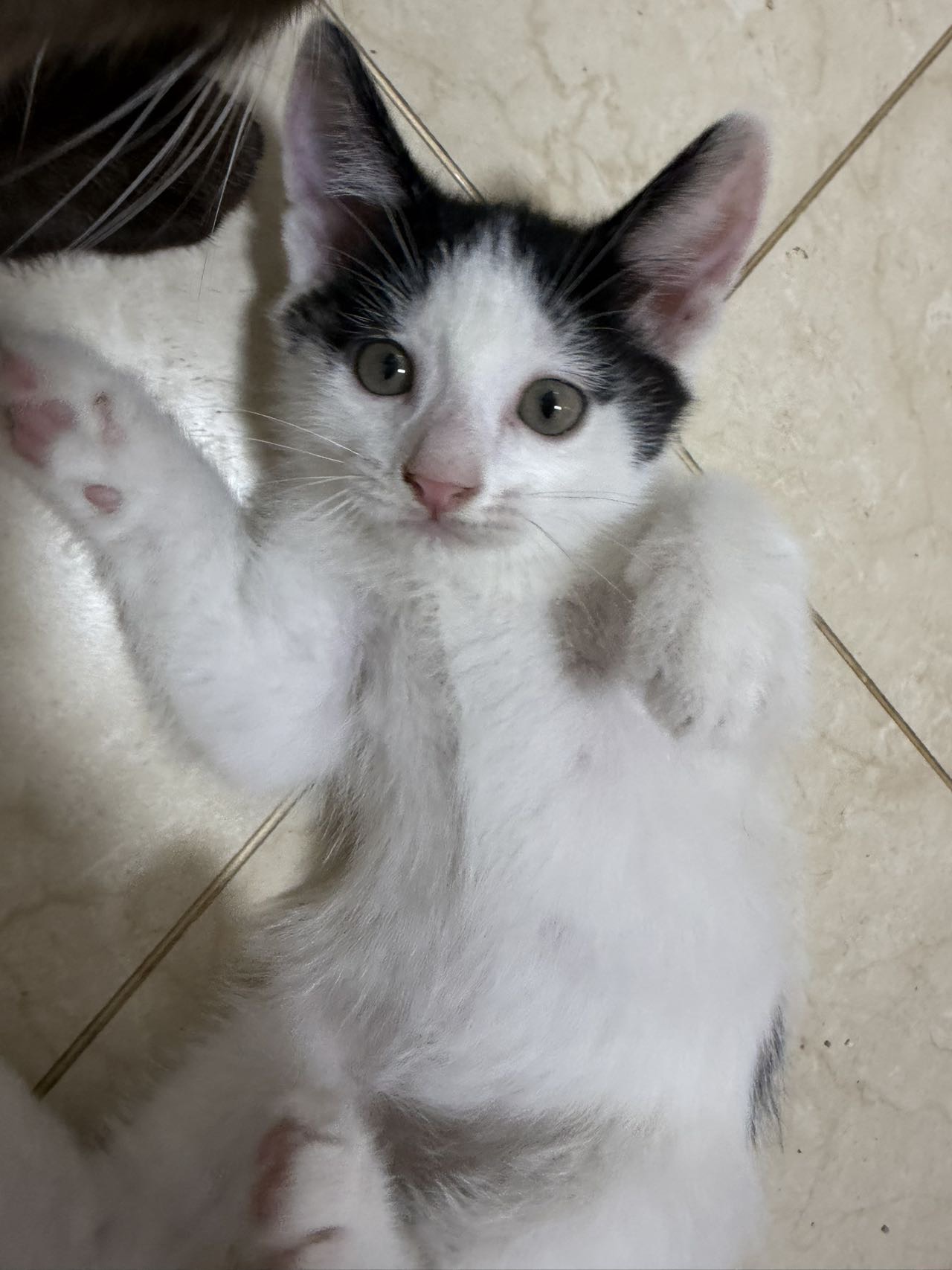 刚满月小猫